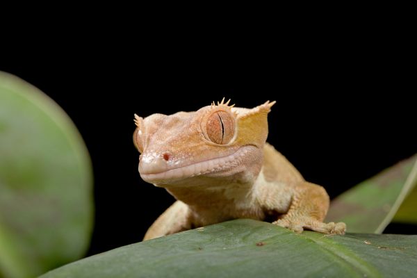 Lizard Control