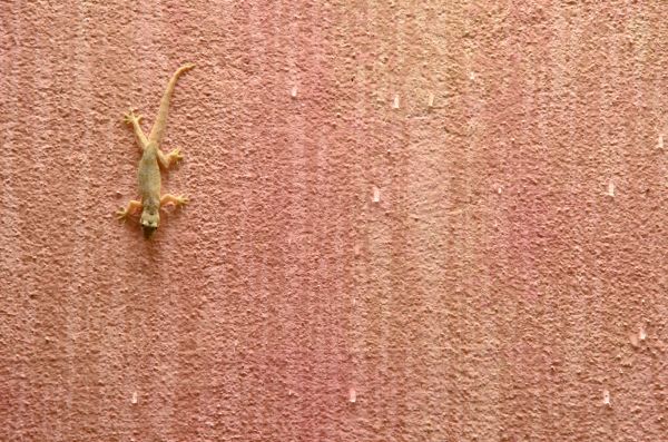 Lizard Extermination Service - Lizard Extermination Service Hattiesburg, Mississippi