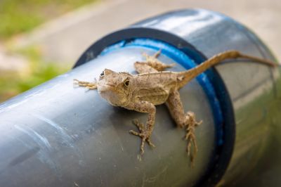 Lizard Control