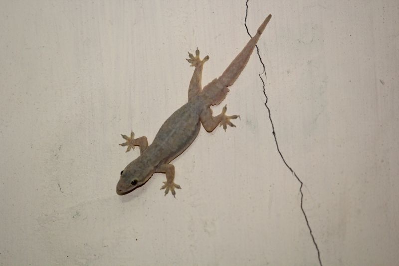 Effective Lizard Control Strategies — Cost of Lizard Control