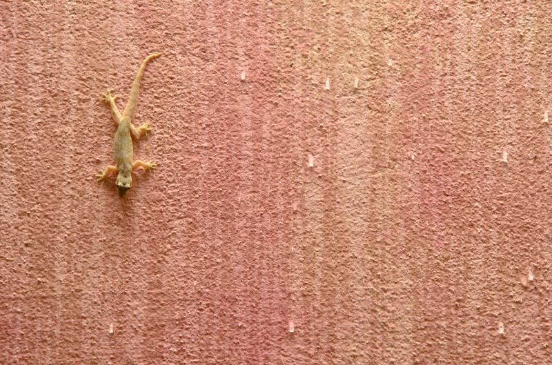 Effective Lizard Control Strategies — Cost of Lizard Control