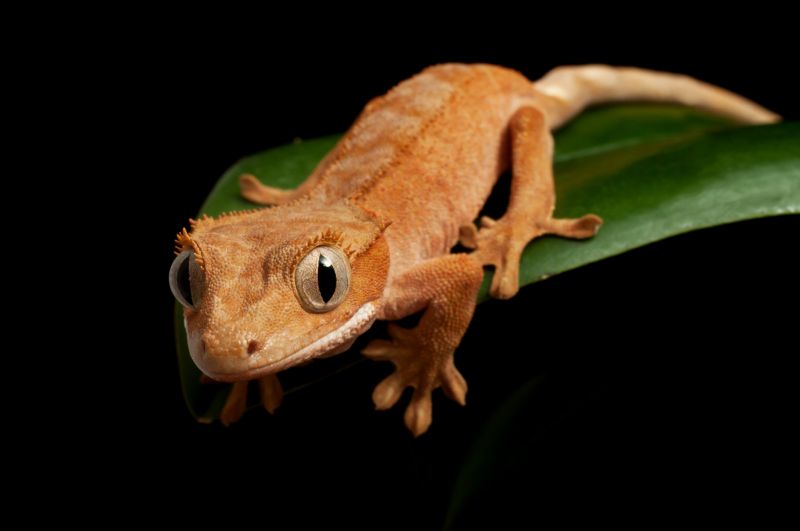 Effective Lizard Control Strategies — Cost of Lizard Control