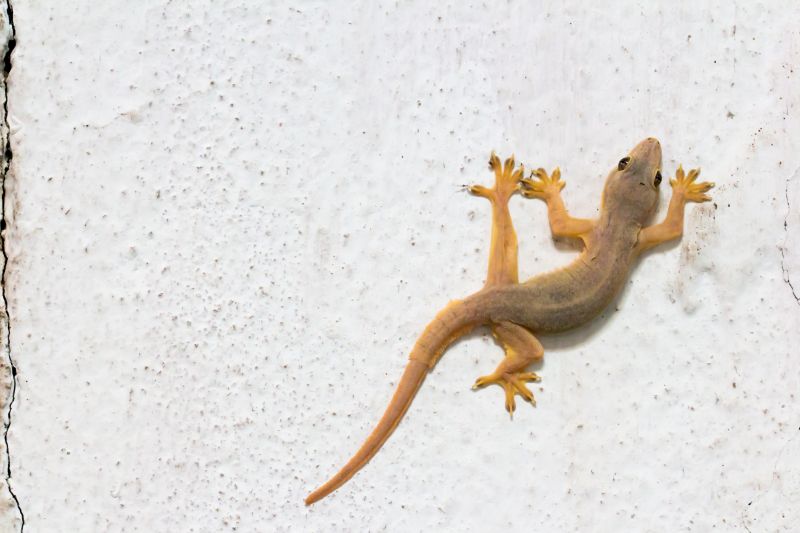 Effective Lizard Control Strategies — Cost of Lizard Control