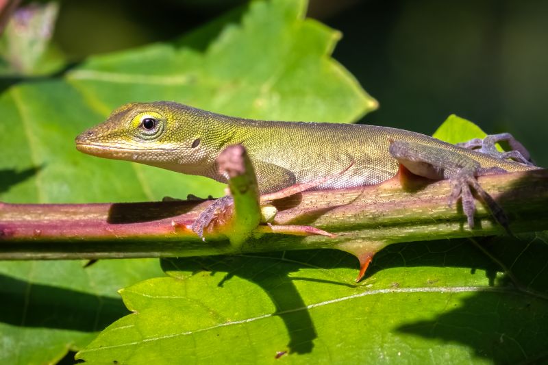 Effective Lizard Control Strategies — Cost of Lizard Control