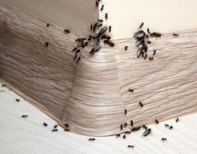 Velvet Ant Extermination in Denton, TX