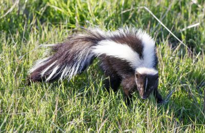 Skunk Encounters